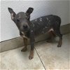 adoptable Dog in galveston, TX named Chaos