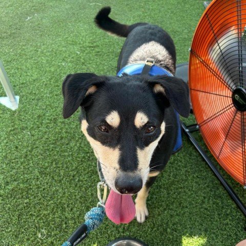 adoptable Dog in Galveston, TX named Holty