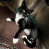 adoptable Cat in galveston, TX named Sterling