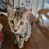 adoptable Cat in galveston, TX named Sabrina