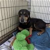 adoptable Dog in galveston, TX named Buck Foster