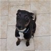 adoptable Dog in galveston, TX named Reed
