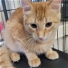 adoptable Cat in  named Cooper