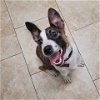 adoptable Dog in galveston, TX named Victori