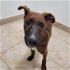 adoptable Dog in galveston, TX named Bogie