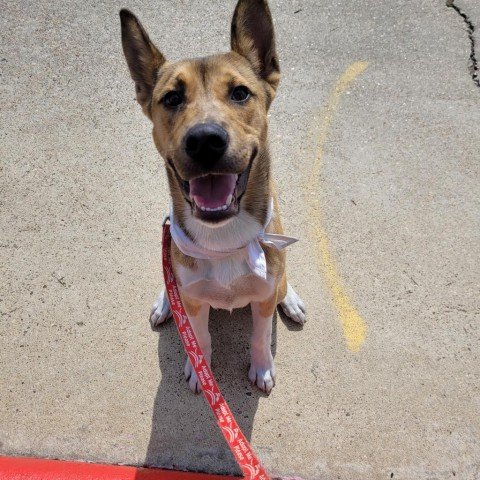 adoptable Dog in Galveston, TX named Buddy Love