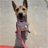 adoptable Dog in galveston, TX named Buddy Love