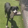 adoptable Dog in galveston, TX named Tesla