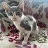 adoptable Cat in galveston, TX named Wednesday