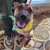 adoptable Dog in galveston, TX named Thanx