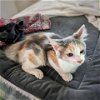 adoptable Cat in galveston, TX named Celine