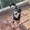 adoptable Dog in galveston, TX named Sasha