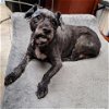 adoptable Dog in galveston, TX named Trixie