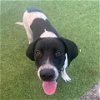 adoptable Dog in galveston, TX named Viktor