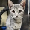adoptable Cat in galveston, TX named Olivia Benson