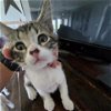 adoptable Cat in galveston, TX named Oreo