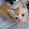 adoptable Cat in galveston, TX named Rip