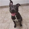 adoptable Dog in galveston, TX named Candy