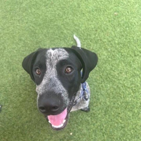adoptable Dog in Galveston, TX named Ivan