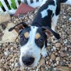 adoptable Dog in galveston, TX named Sausage