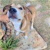 adoptable Dog in galveston, TX named Pancake