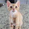 adoptable Cat in galveston, TX named Caesar