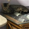 adoptable Cat in galveston, TX named Shere Khan