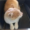 adoptable Cat in galveston, TX named Sam