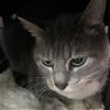 adoptable Cat in galveston, TX named Stripey