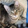adoptable Cat in galveston, TX named Piglet