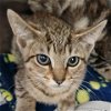 adoptable Cat in galveston, TX named Shy