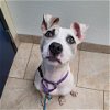 adoptable Dog in  named Molly
