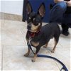 adoptable Dog in galveston, TX named Coco