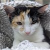 adoptable Cat in galveston, TX named Tuna