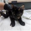 adoptable Cat in galveston, TX named Chula