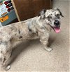adoptable Dog in , WI named Lola