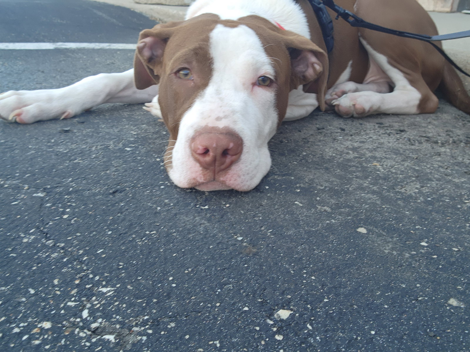 Dog adoption in Appleton, WI 54914 Pit Bull Terrier (short coat) Dog