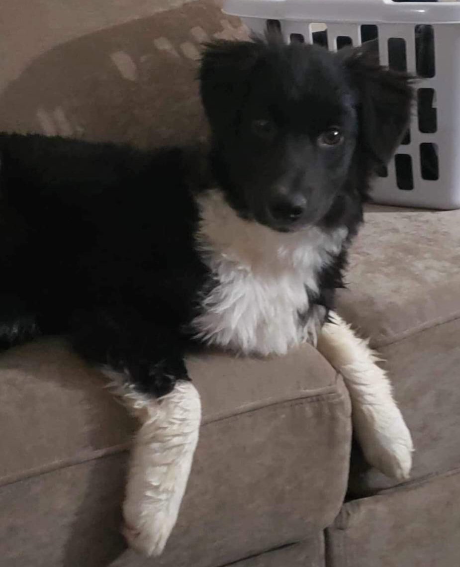 Dog adoption in Appleton, WI 54914 Border Collie / Australian Shepherd