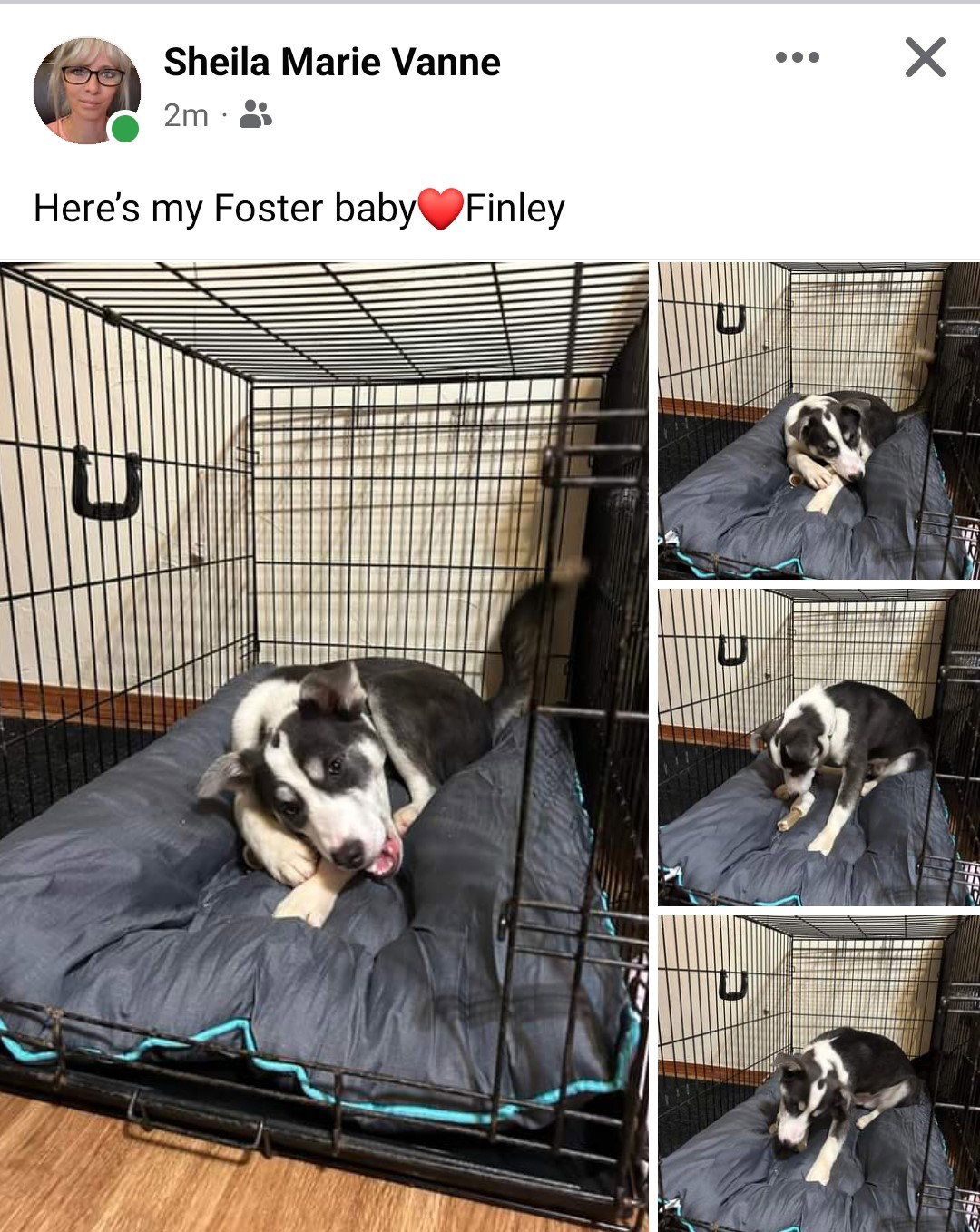 Dog adoption in Appleton, WI 54914 Siberian Husky / German Shepherd