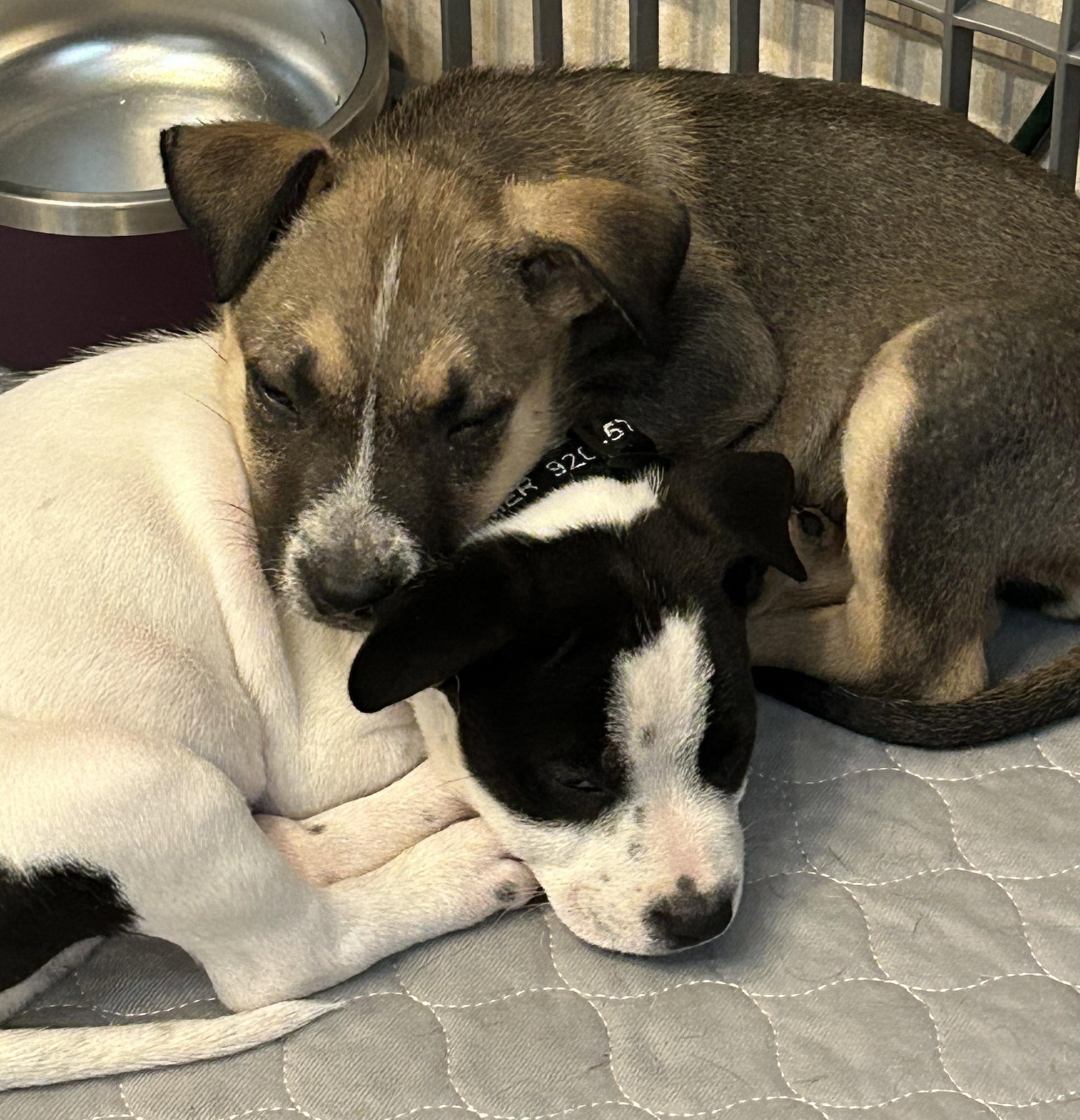 Dog adoption in Appleton, WI 54914 Unknown breed Dog "Bixby (black and
