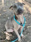 adoptable Dog in , WI named Tulip