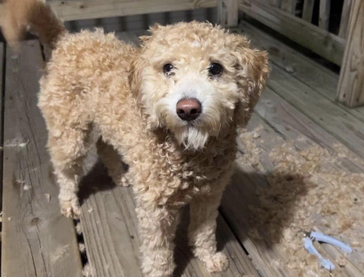 Dog for Adoption - Moose, a Poodle (Miniature) in Brothertown, WI ...