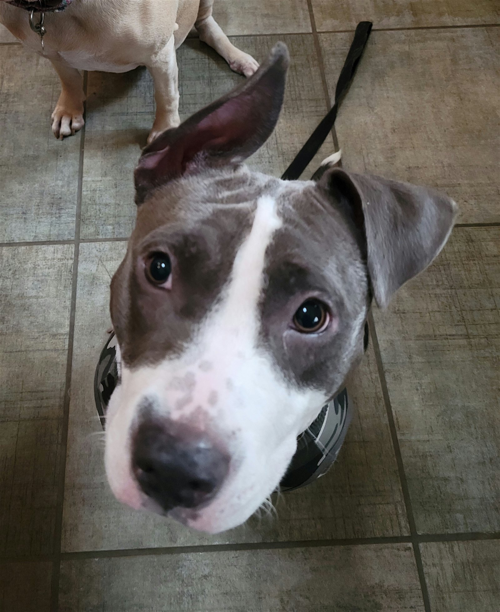 adoptable Dog in Appleton, WI named Patience (Piper)