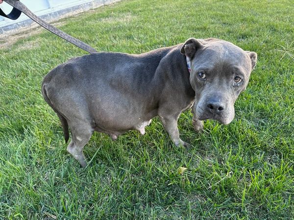 adoptable Dog in Appleton, WI named Annie - Overdue momma