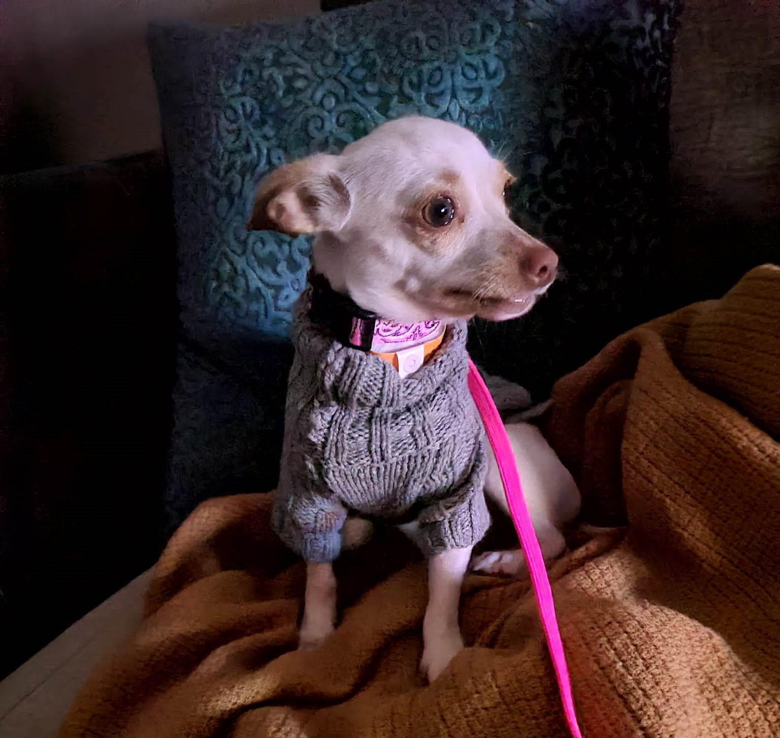 Dog adoption in Appleton, WI 54914 Chihuahua / Mixed Dog "Foxtrot"