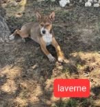 adoptable Dog in Appleton, WI named Laverne