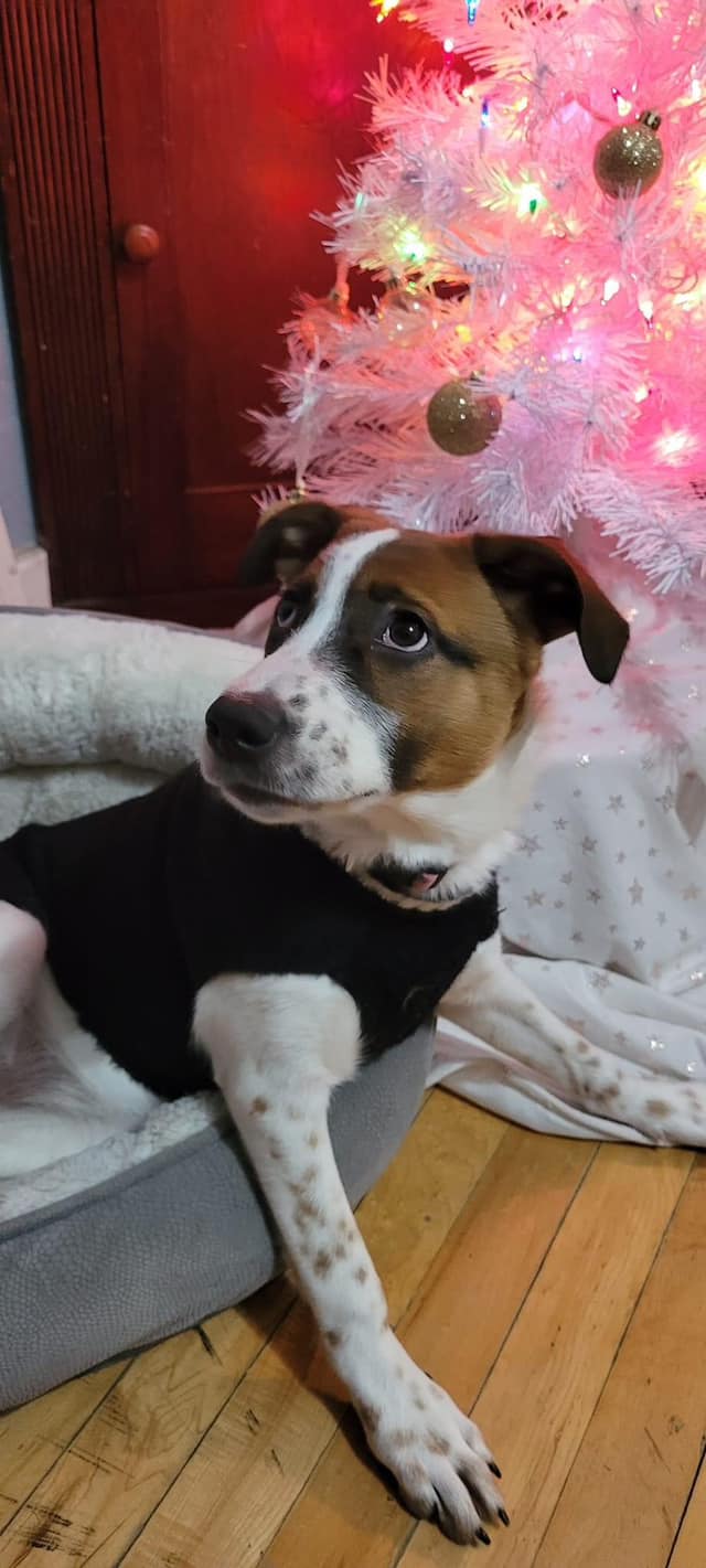 Dog for Adoption HoneyBun, a in Outagamie County, WI Alpha Paw