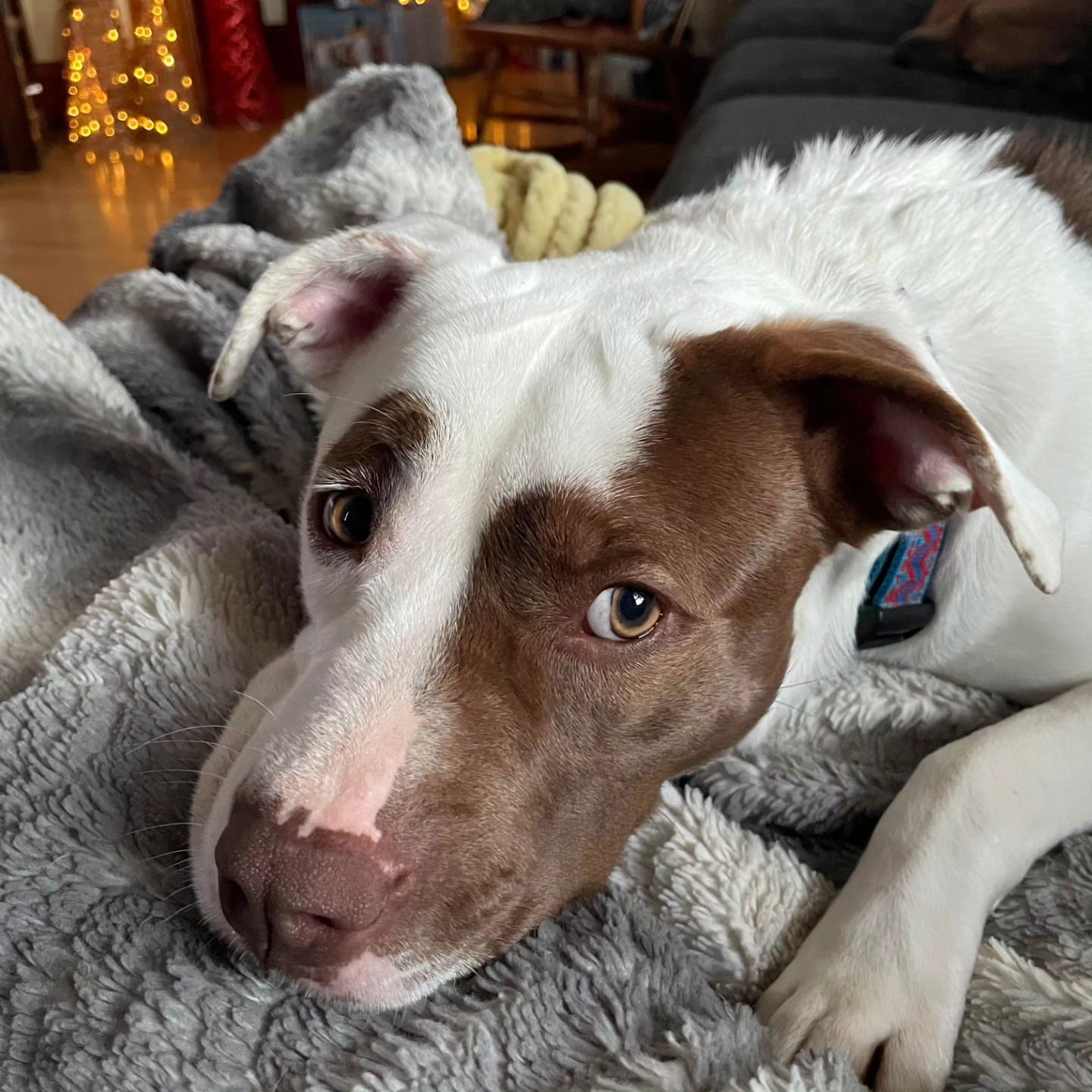 adoptable Dog in Appleton, WI named Athena