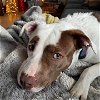 adoptable Dog in , WI named Athena
