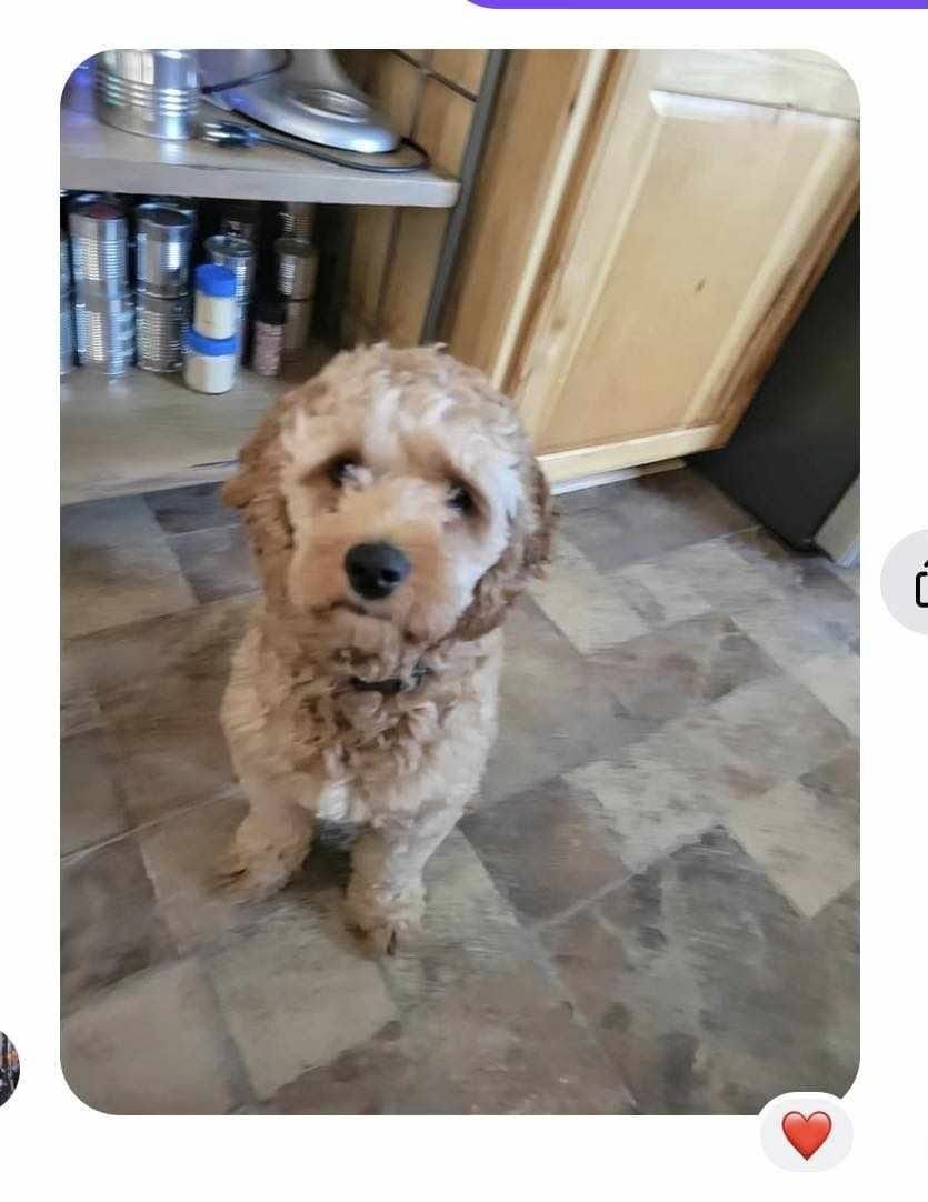 adoptable Dog in Appleton, WI named paco